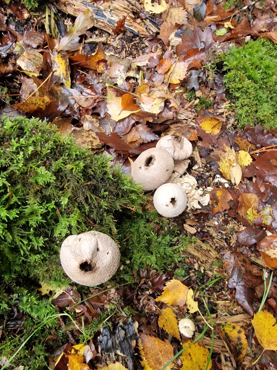 brewforagegrow's tweet photo. Puffed out puffballs https://t.co/Dn9iRT5ZUr