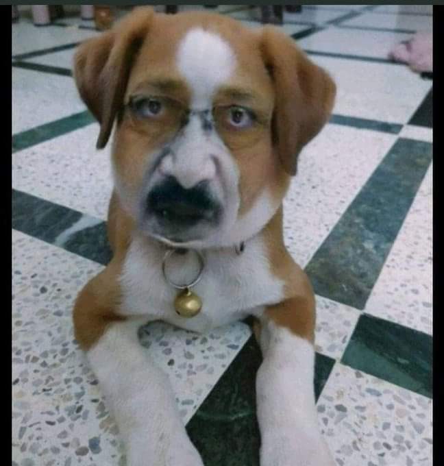 DeepakA50990865's tweet photo. दिल्ली में रहने वाले इस कुत्ते को पटाखों से डर लगता है जी🖐️
#Depawali https://t.co/vPxIoEbNJg