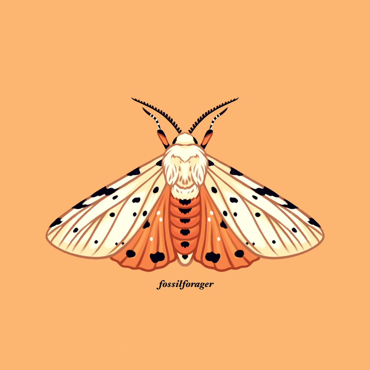 「#Invertober2022 Day 23 - Salt Marsh Moth」|Nicole 🌱のイラスト