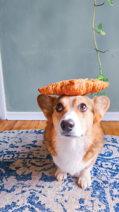 This is called Balanced AND Diet!
#Corgi #CorgiCrew #dogsoftwitter