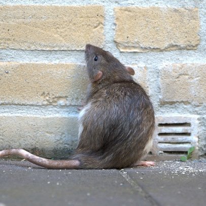 PestControlBuzz's tweet image. Westfall&apos;s will solve your rodent problem immediately and prevent future infestations. WestfallsPestControl.com

Rodent Control and Extermination Services