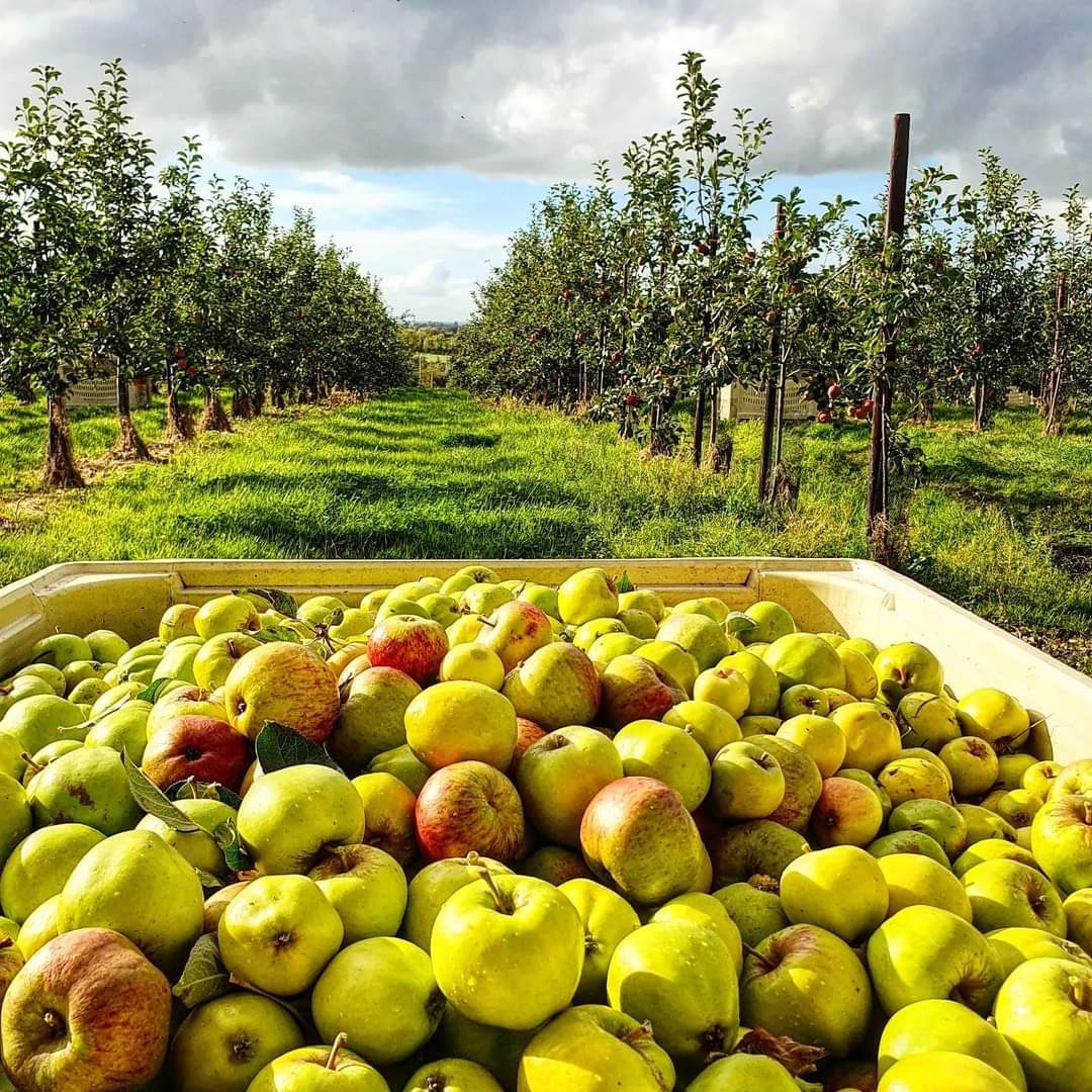 The last of the harvest 🍏🥂🍎 #Armagh #OrchardCounty #Harvest