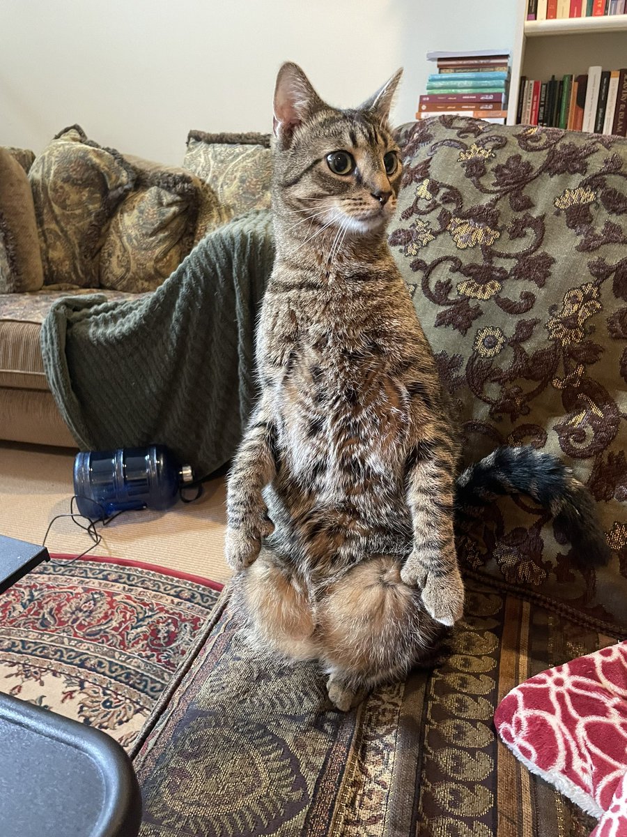 bquraishii's tweet photo. My cat is maliki too #sadl https://t.co/muefegKaZi