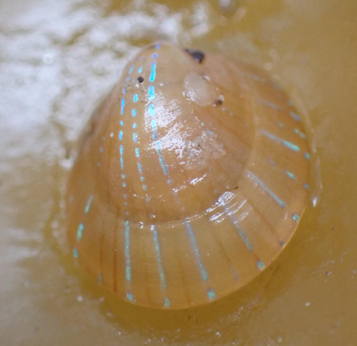 Baldbirder (@baldbirder1) on Twitter photo Very smart little Blue-rayed Limpet from this morning's trip out in Porthcressa Bay, #StMarys with <a href="/scillyrockpools/">Scilly Rockpool Safaris</a>. This wee beastie found on one of the many bits of kelp in the bay. Nice! <a href="/stmarys_patch/">Scott Reid</a> <a href="/ScillyWildlife/">Isles of Scilly Wildlife Trust</a> @ScillyTIC #wildlife #nature Very smart little Blue-rayed Limpet from this morning's trip out in Porthcressa Bay, #StMarys with <a href="/scillyrockpools/">Scilly Rockpool Safaris</a>. This wee beastie found on one of the many bits of kelp in the bay. Nice! <a href="/stmarys_patch/">Scott Reid</a> <a href="/ScillyWildlife/">Isles of Scilly Wildlife Trust</a> @ScillyTIC #wildlife #nature