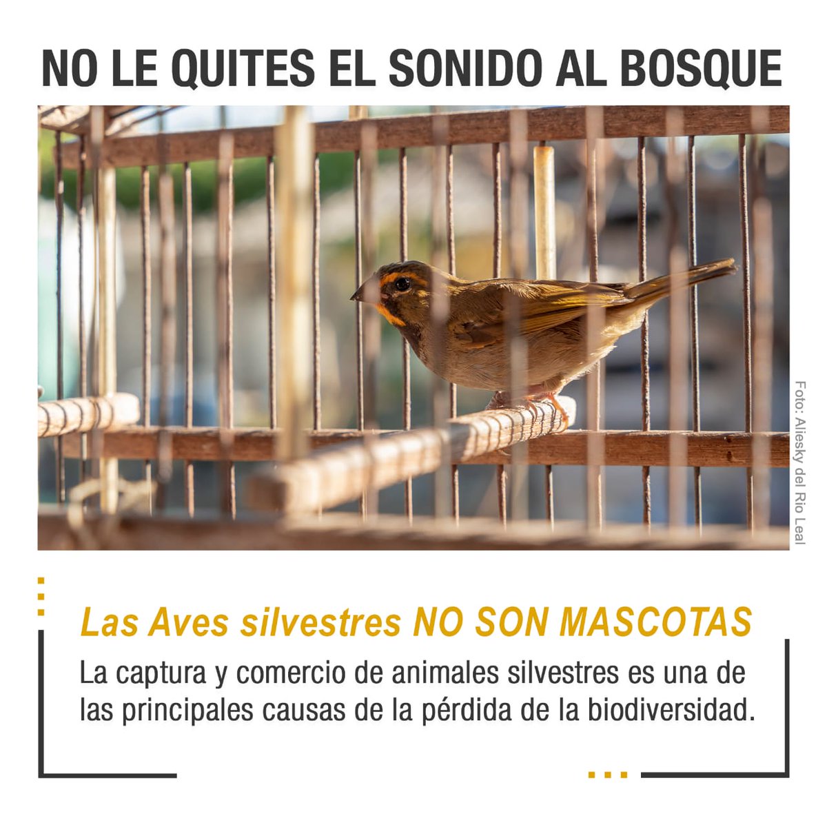 Por estos días llegan a nuestros bosques miles de aves de más de 200 especies a pasar la temporada invernal. Lamentablemente también aumentan las ilegalidades contra la fauna. La captura y tráfico de biodiversidad es un delito que todos debemos combatir. #Cuba