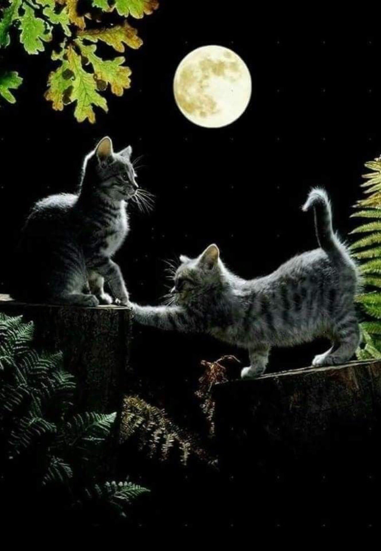 Лунные кошки
