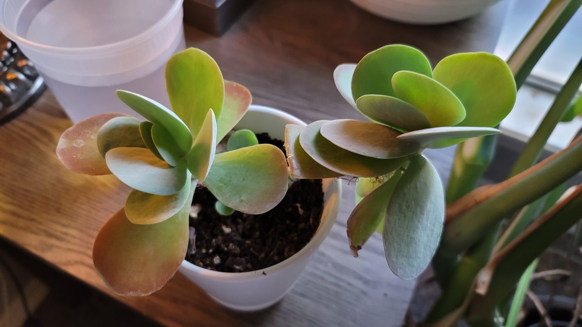 HarshGreenGiant's tweet photo. #plants 😍 https://t.co/dHF1llhzF7