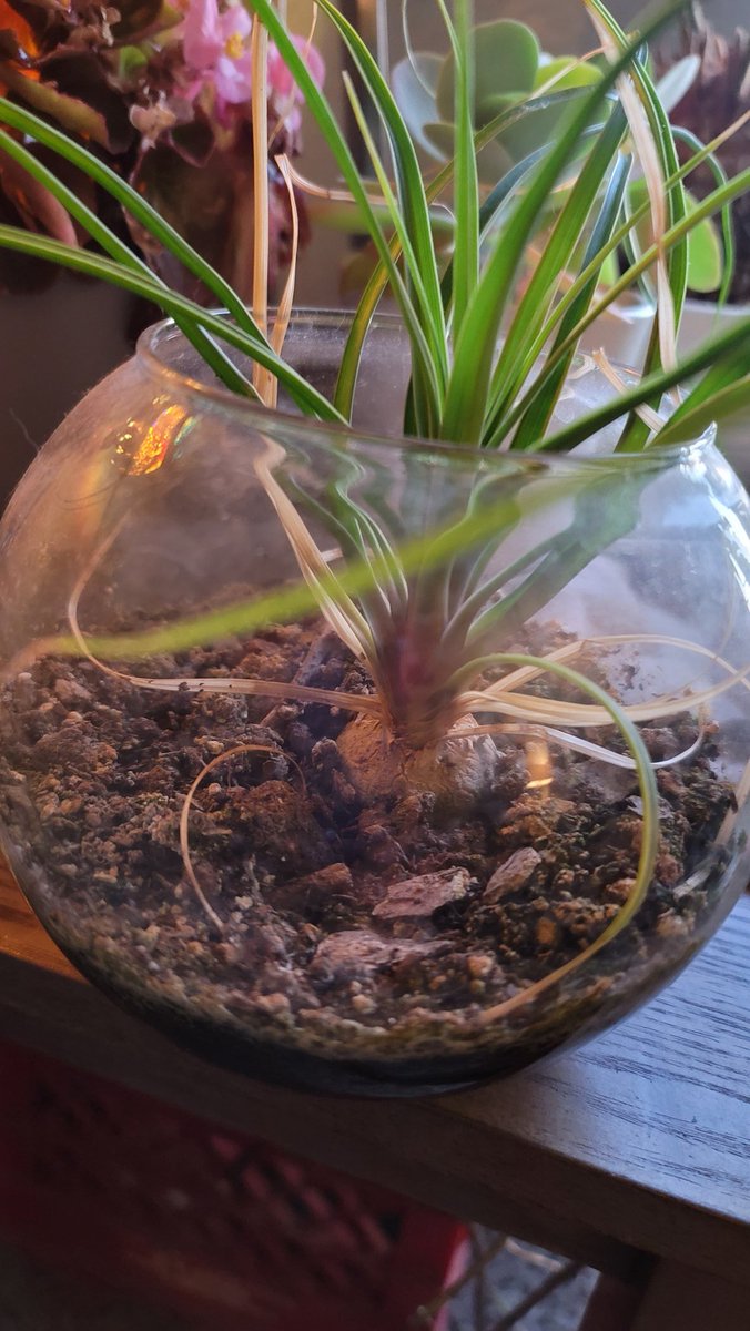 HarshGreenGiant's tweet photo. #plants 😍 https://t.co/dHF1llhzF7