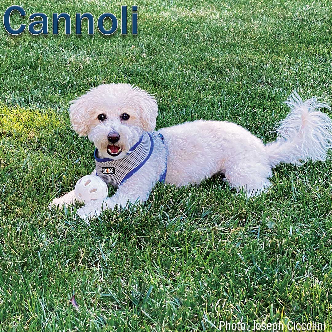 Golfdom's tweet photo. Cannoli, our next 2022 #UnderdogsofTurf submission, is ready to play this weekend! Thanks Joey Ciccolini for submitting your picture of Cannoli! 

Thanks John Deere and @RainBirdGolf for sponsoring our underdogs!

(Photo: Joey Ciccolini) https://t.co/FVTZerVmOA