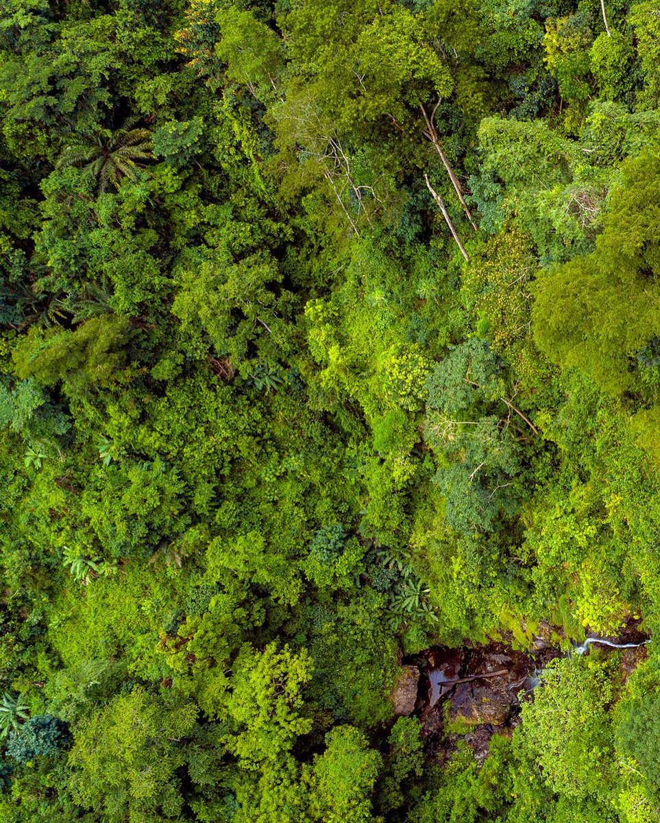 AfricaFactsZone's tweet photo. Canopy Walkway at Ote Waterfalls in Amedzofe in the Volta Region of Ghana. https://t.co/aLgaotYrqY