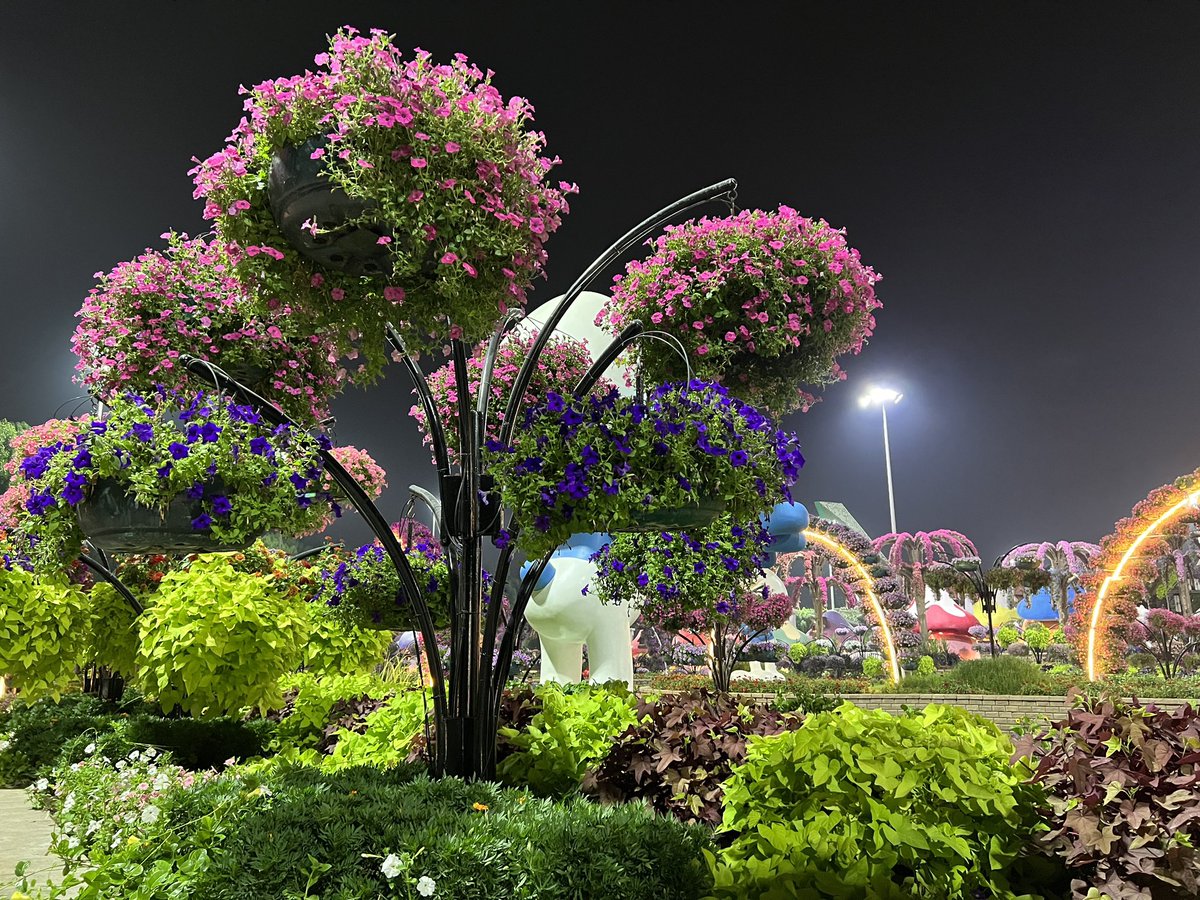 KranthikumarN3's tweet photo. #MiracleGarden #2022 #Dubai https://t.co/ioTlqBnIpf