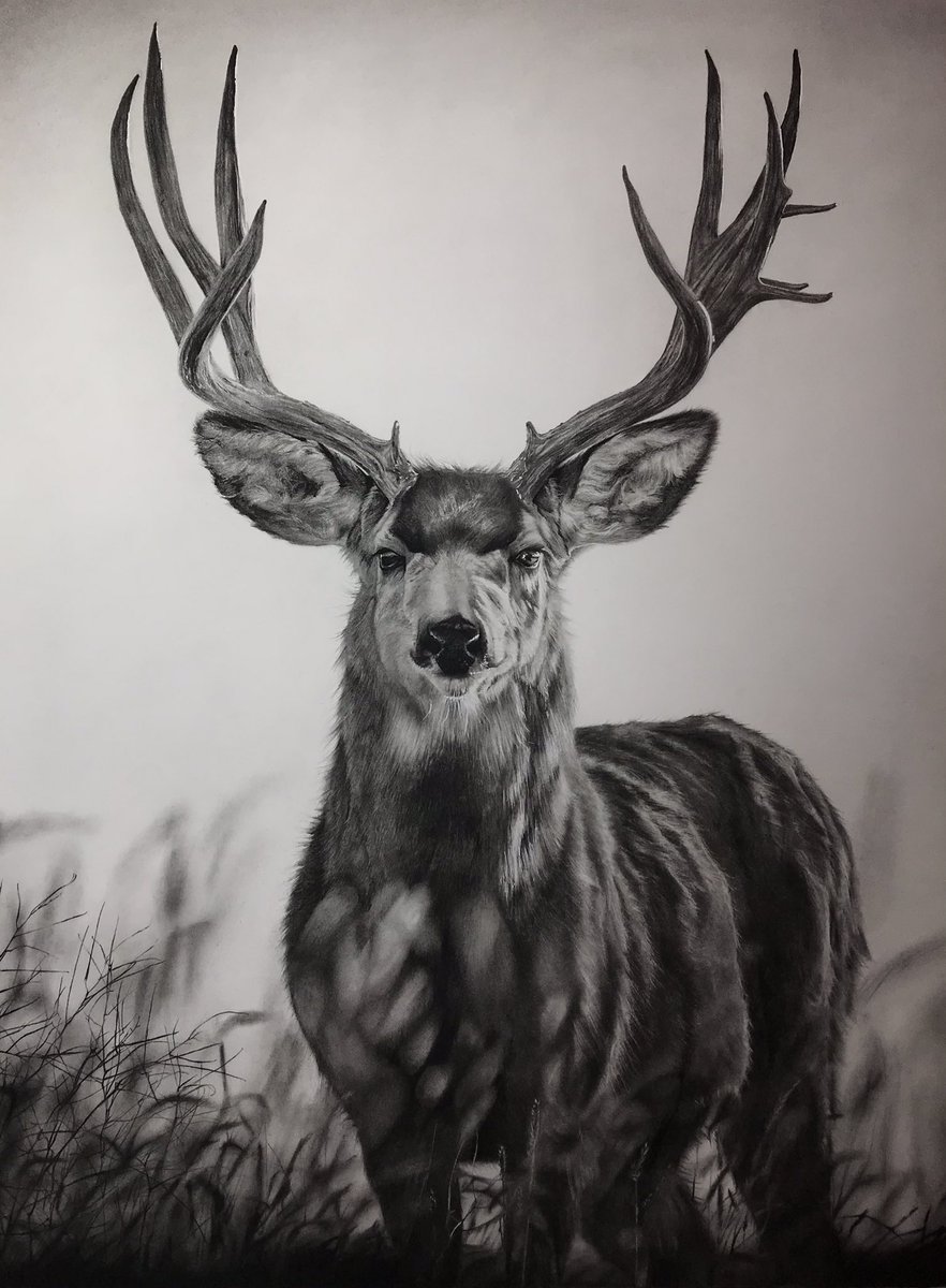 All finished! “Captivated” is 18x24 completed in charcoal. Photo reference: @creekbedphotography on Instagram #artistsoninstagram #mule #wildlifeart