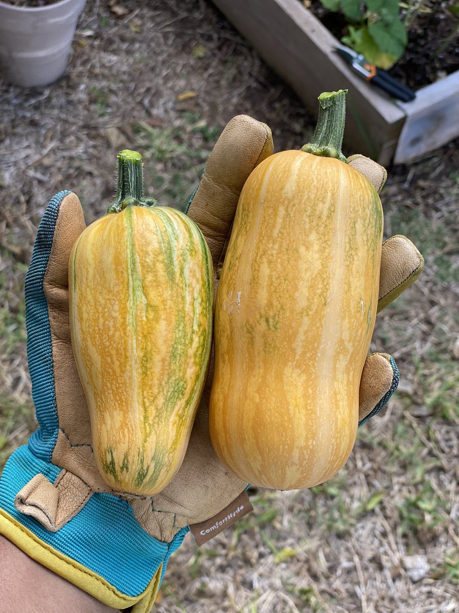 I picked these honeynut squash from my garden today. garden therapy 💙