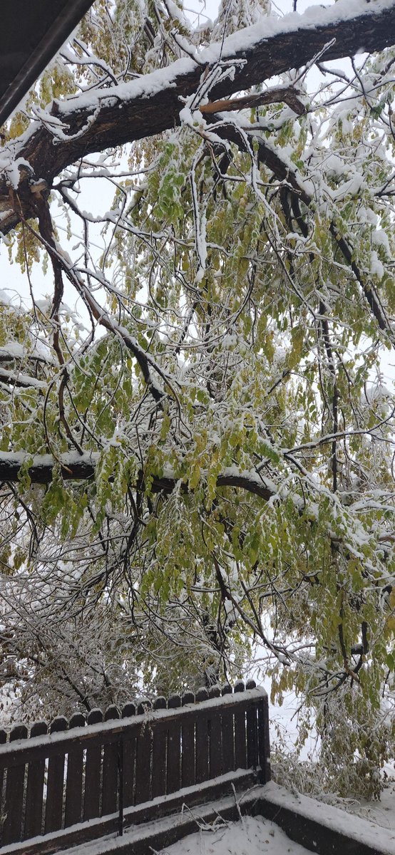kbillington7's tweet photo. @saskpower our tree came down we have no way out. And the power line is sagging 2 feet
 It is about to snap
3 kids and 2 dogs
Help? Thanks https://t.co/Ax3kuYa9ZD