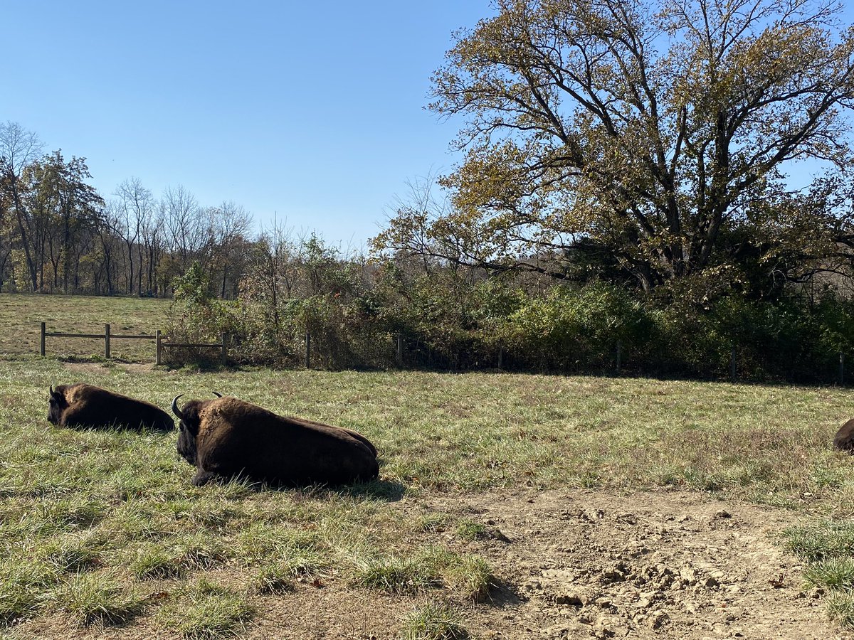 SWOHhunter's tweet photo. #bison #kystateparks https://t.co/qyORaNm6dt