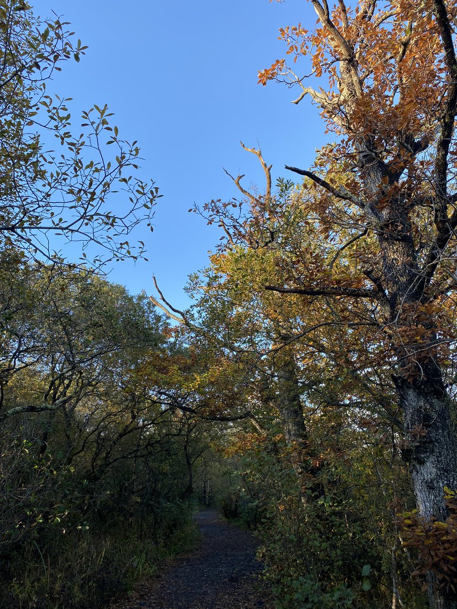jackiemcguin's tweet photo. Day 1392 of #1400daysofwalking #365crew #Cleveragh Sunshine ☀️ after heavy rain ☔️ #DoorlyPark https://t.co/zuzWFwq16B