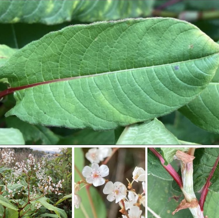 Himalayan Knotweed. Persicaria wallichii. Up to 180cm. Smooth stem. Leaves up to 20cm, veins can be reddish. Leaf base cordate or truncate. White or pinkish flowers, 5 lobed, in loose leafy inflorescence.