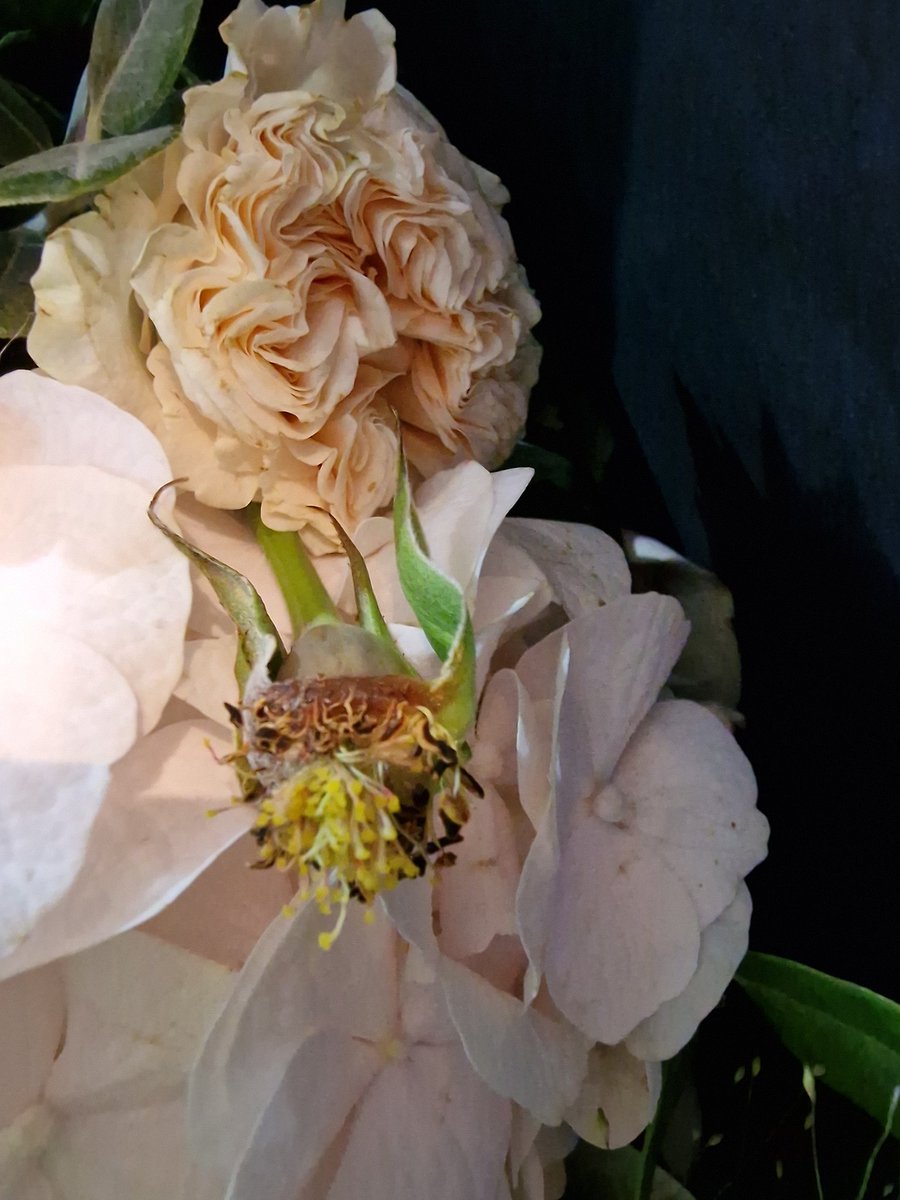 TheBeverlaar's tweet photo. @WTFMayfair Thank you for your email reply, despite your assurances, these flowers are not fresh!  #Birthday #flowers #happybirthday #weeds #receipts https://t.co/h6d2LGcUVK