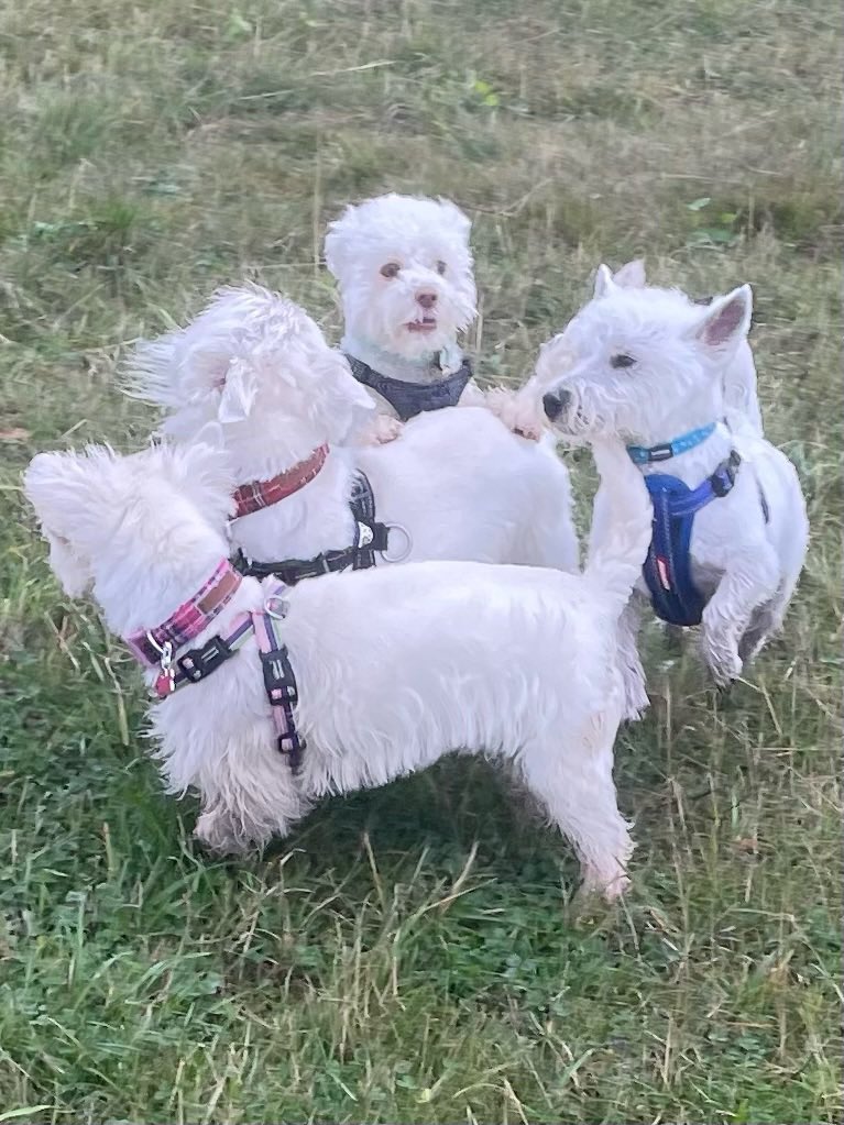 nbwalks's tweet photo. Sunday walkies with Maggie, Angus, Hamish & Daisy. 🐶🐶🐶🐶#westies #malteseX #dogwalking #dogwalker #getoutdoors #souter #northeast https://t.co/SeFda08RUH