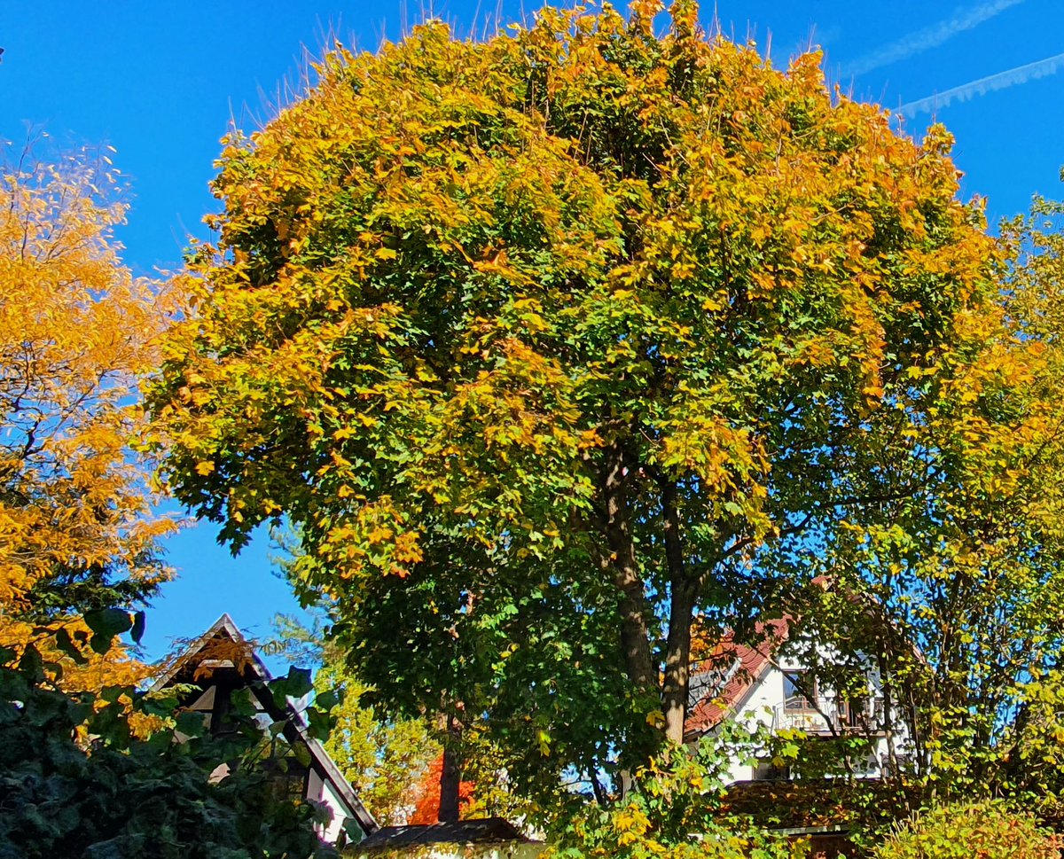 RuthMetzger4's tweet photo. Der#Herbst ist so einfach wunderschön https://t.co/PXjJoGZOpS