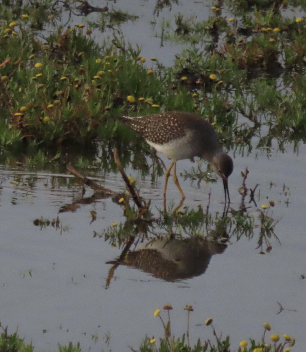 BaileyBirders's tweet photo. Lesser yellowlegs at RSPB Marshside this afternoon showed well. https://t.co/qIOvqQ31eh