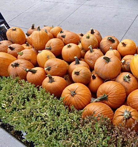 organicgarage's tweet photo. It’s that time of year! Organic pumpkins available well supplies last. #Halloween #pumpkincarving https://t.co/Eck2bmLp4x