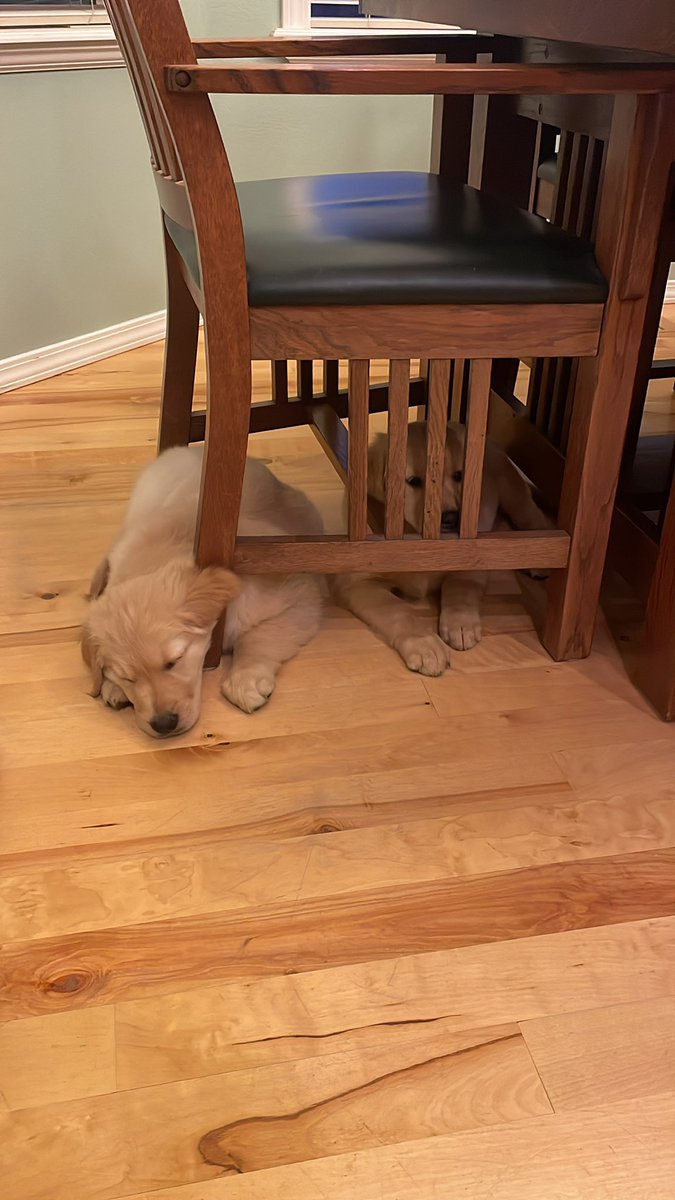 cameronloewen5's tweet photo. Layla and Gunnar the new fur babies 😍😍 https://t.co/a9OElPhjns