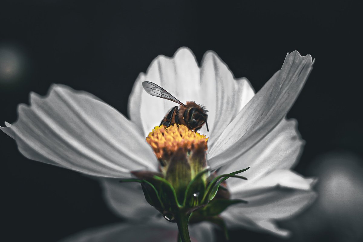 SepiaShutterbug's tweet image. We found this beautiful worker bee who had at some point expelled her ovipositor and passed away on this flower. I captured this image in hopes that others will see and appreciate these amazing creatures as much as I do. #NaturePhotography #honeybee #Bees #photograghy