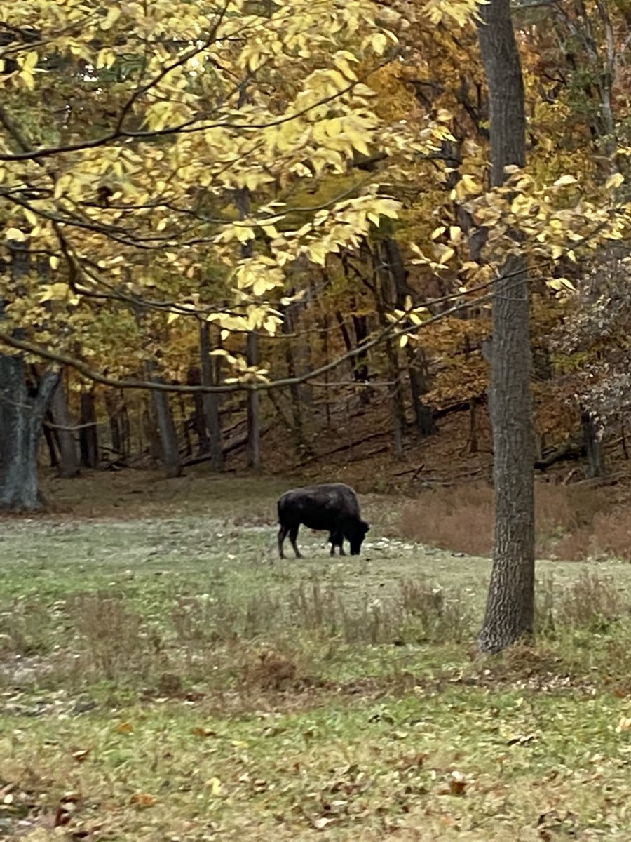 @grimsskiii took me to Lone Elk park and it felt so nice to slow down and enjoy nature ☺️❤️