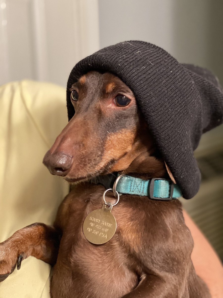 conoly53's tweet photo. If @SnoopDogg was a dog 😂 https://t.co/AyZ1BReRUh