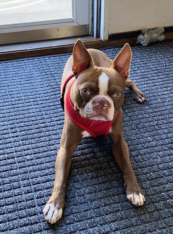 Why Do Boston Terriers Burrow Under The Covers