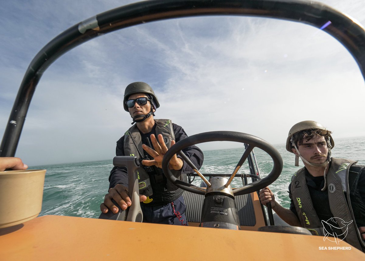 SeaShepherdSSCS's tweet photo. Our #deckhands have many roles while on board, but did you know that they are also responsible for piloting our small #boats?
From bringing fresh veggies on board, to taking us to the frontlines, our deckies always get the job done!
Join our mission at https://t.co/WPyy9L2H33 https://t.co/iPWqKxSC4H