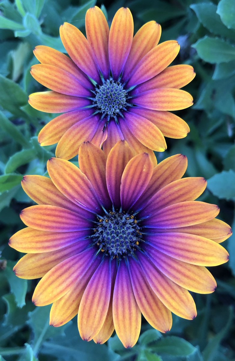 christinamally's tweet photo. 🧡💜 https://t.co/rKV6r6aBG0