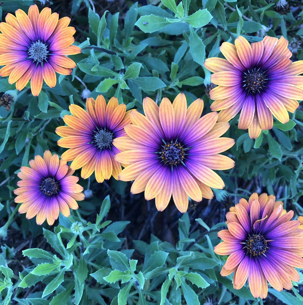 christinamally's tweet photo. 🧡💜 https://t.co/rKV6r6aBG0