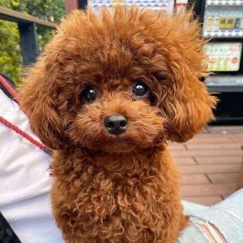 weakforseokjin's tweet photo. k-armys are calling Seokjin "polite choco poodle" and they are not wrong 😭 https://t.co/LGvgoLyYuI