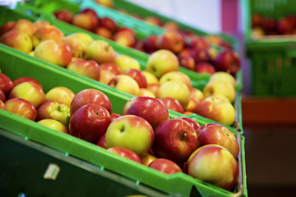 Did you know Ontario apples are available in stores almost year-round? Make sure to look for the <a href="/FoodlandOntario/">Foodland Ontario</a> logo when you're putting these beauties in your basket  🍎😍🍏 #ONappleAday