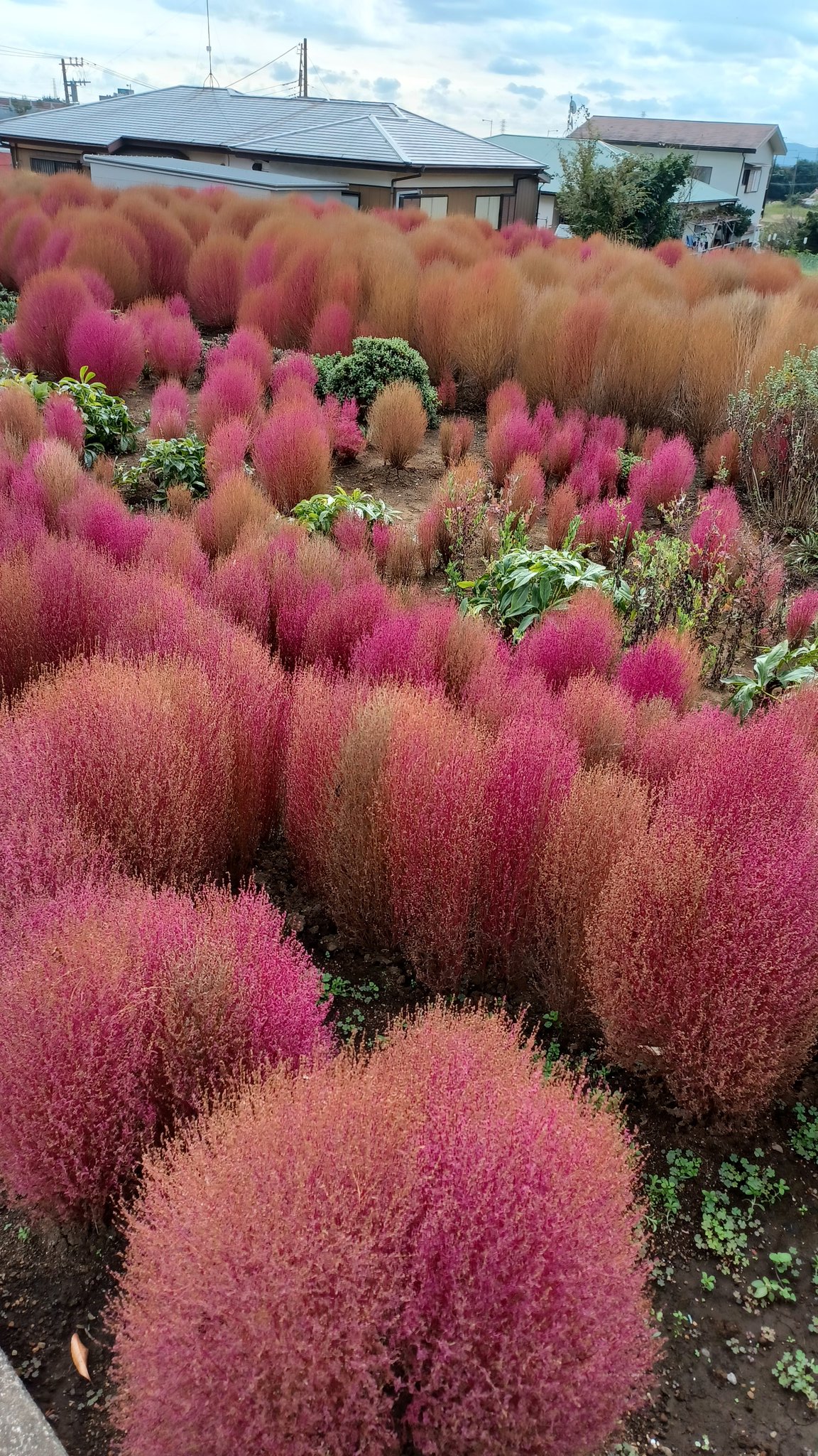 コキア Twitter Search Twitter