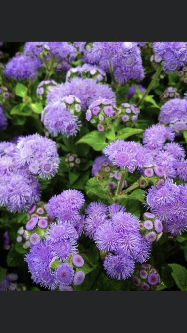 花言葉 の評価や評判 感想など みんなの反応を1時間ごとにまとめて紹介 ついラン