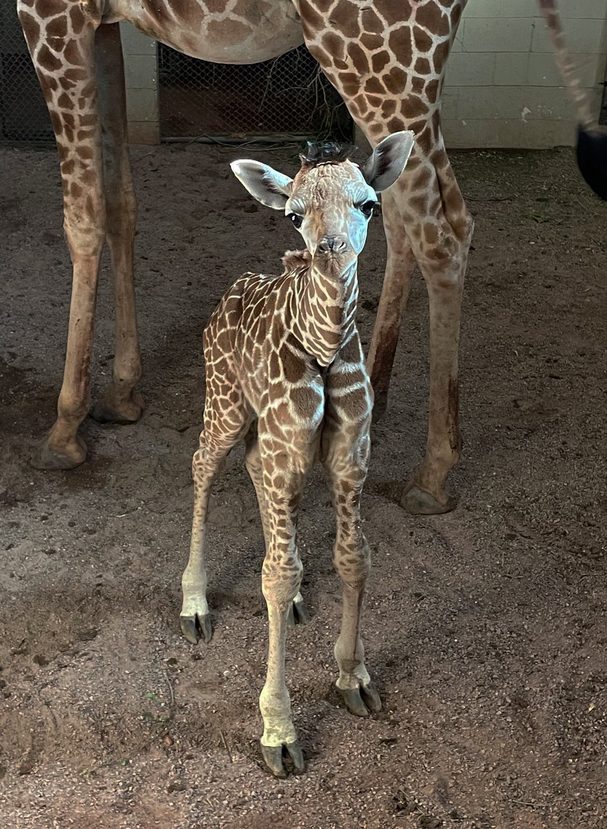 CheyenneMtnZoo's tweet photo. Enjoy this 4-day-old giraffe calf cuteness for your Sunday afternoon! 

The baby girl born on Oct. 19 continues to steal our hearts and grow with the herd. Giraffe calves can be fragile, but we're happy to report Bailey's baby seems to be a strong and curious long-legged little. https://t.co/LPOaERY8G3