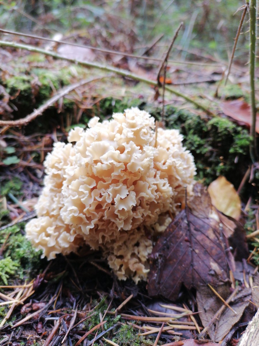 Sparassis crispa
(Wulfen) Fr.