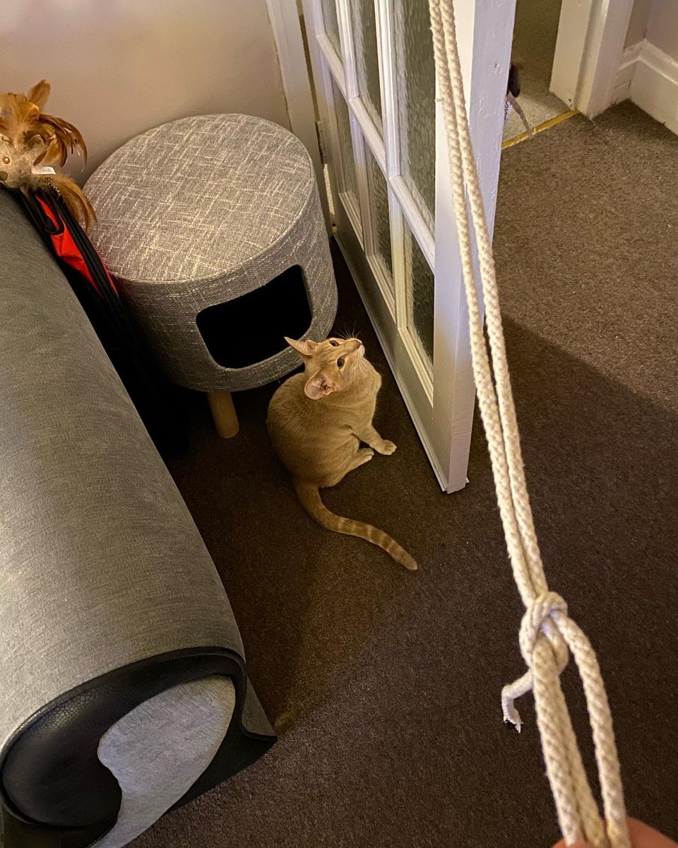 Ahsoka_Butters's tweet photo. Ahsoka has decided she’d like to help me practice my quick release knots (to tie up horses) she’s having so much fun 😂😍🤗🐈🐾 #Ahsokatheorientalshorthair #orientalshorthair #Orientalprincess #CatsOfTwitter #catsofyorkshire #catsofyork #cats #cat #helpfulkitty https://t.co/azbFkrdCnY