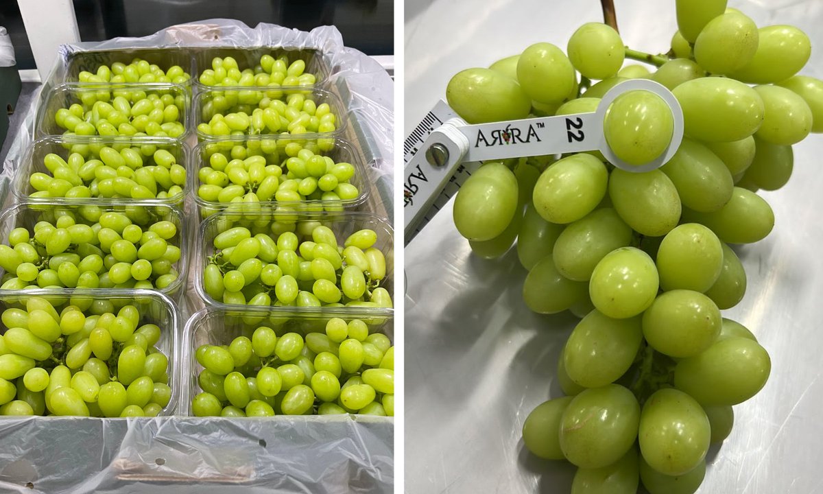 Grapa Varieties tweet media