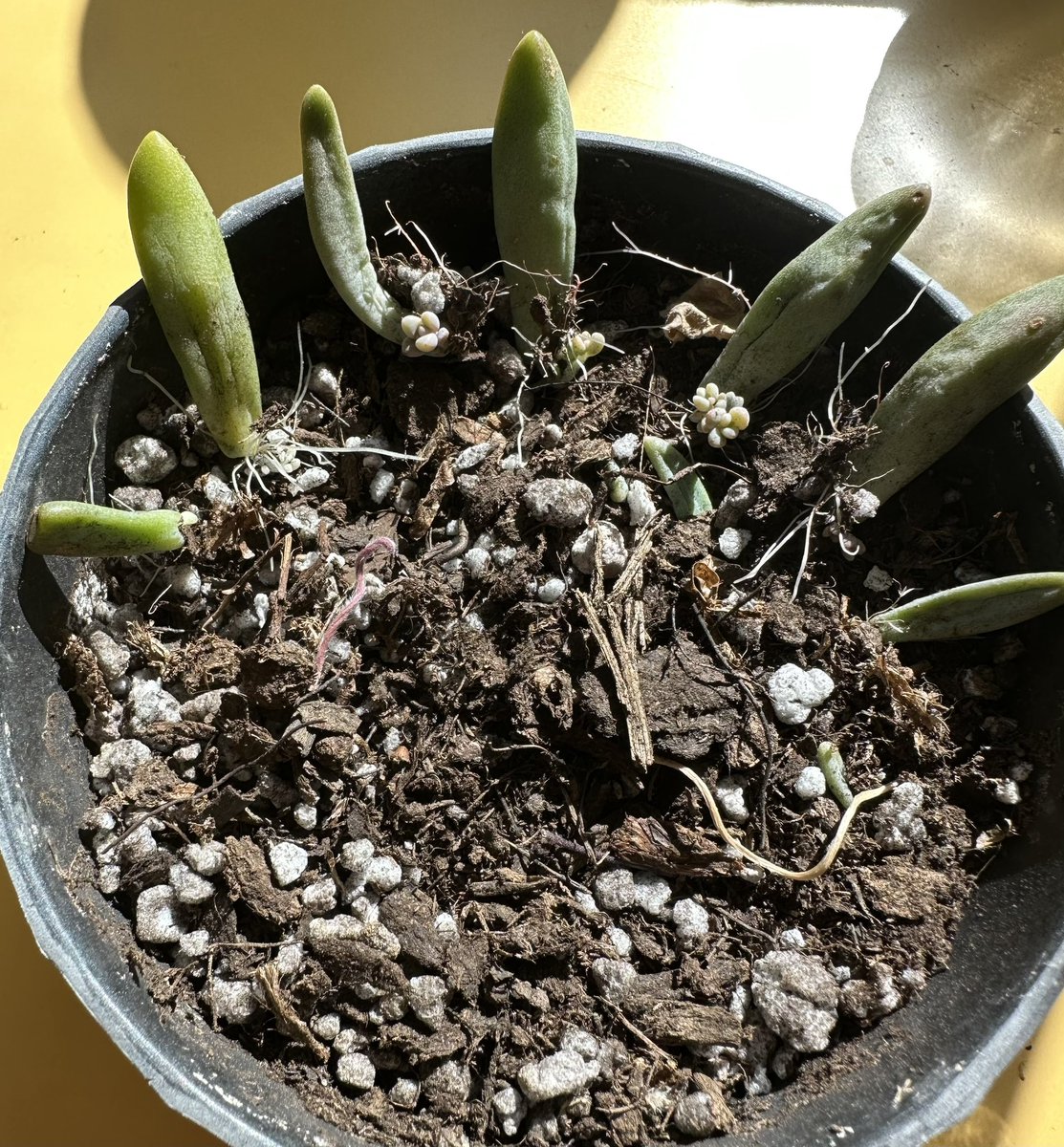 ppoppopower's tweet image. 성공.. #다육이번식