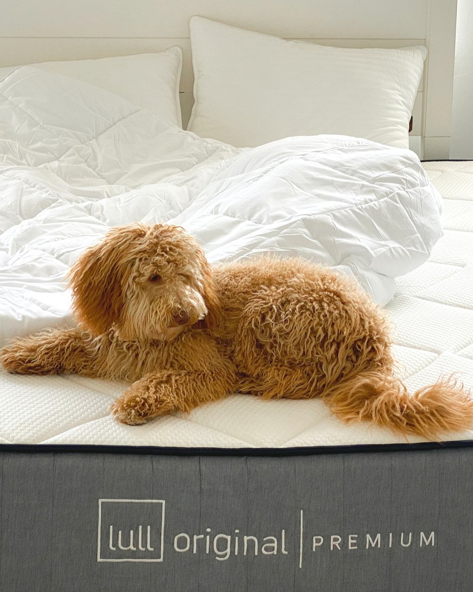 LullBed's tweet photo. Monday blues can be avoided by having some Sunday snoozes 😴
.
.
.
.
.
#lullmattress #getyourlullon #petsbringustogether #petsrule #petsuniversal #petsofinstgram #petsphotography #petstagrams #petsinstagram #petsfriendly #petsathome #petslove #animalfanatics #animalinstagram #p https://t.co/pIXtM65CBk