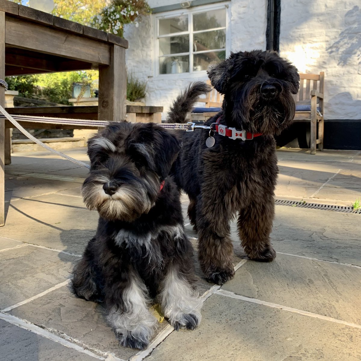 I have a sister now! Meet Judy. #schnauzergang #DogsofTwittter