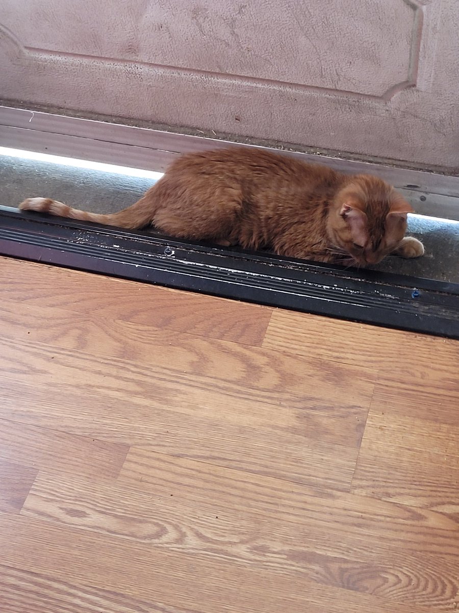 lynnslagle42's tweet photo. Louie Adventures before mom goes to work. I went for a walk and decided it was to hot outside, so mom brought me back in. #cerebellarhypoplasia #chlove #wobblykitty #chkitty #goingonanadventure #fallheatwave #louiebutt #runrunlouie #toohotforlouiepeets #louiepatchouliblue https://t.co/2rVA67c9O4