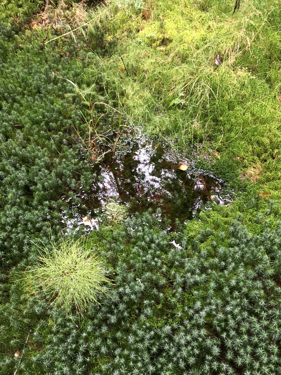 MLZ_68's tweet photo. #skogsbad kallas det har jag hört. Kom hem med alldeles för mycket trattkantareller och fick sova middag 😴 två timmar. Men det räcker till flera middagar så det var det värt! #Västerlanda https://t.co/C9yGcmYtSE