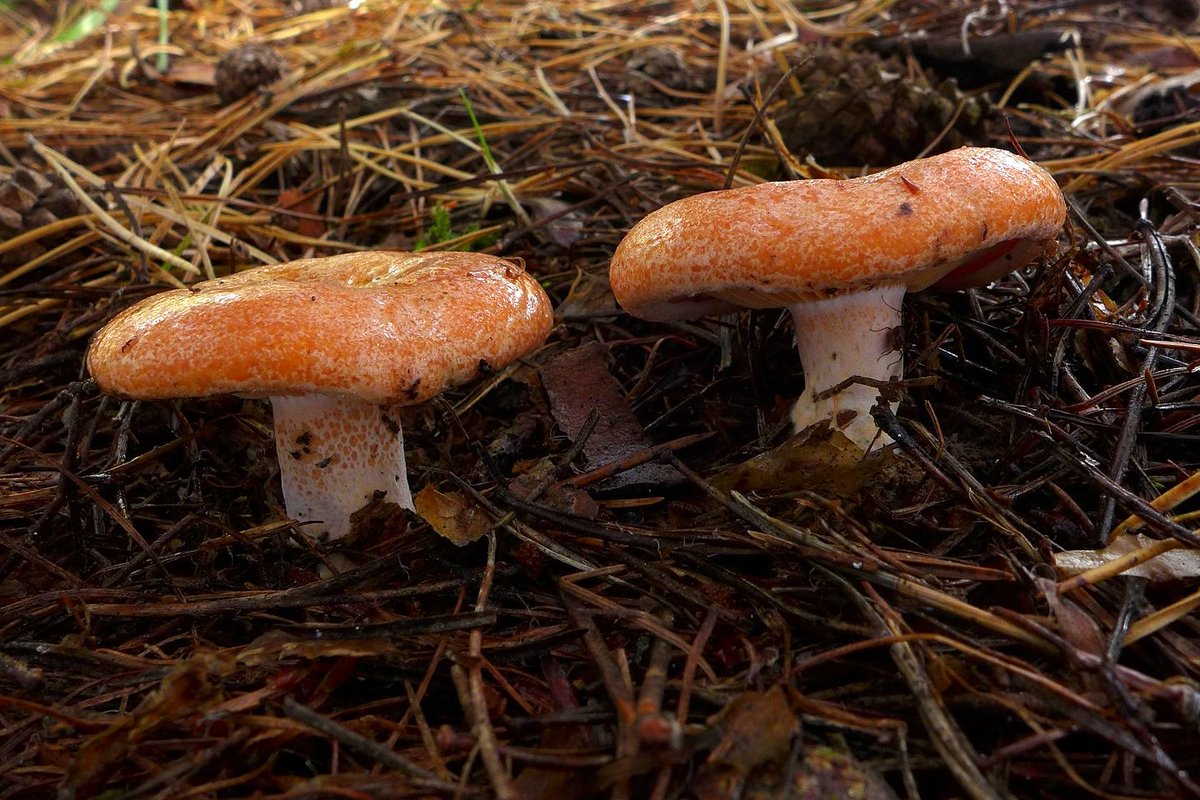 Ryzec pravý (Lactarius deliciosus) - nejkvalitnější z oranžovomléčných ryzců😀😀🍄🍄 #houbyjsouradost [👍 Jedlá]