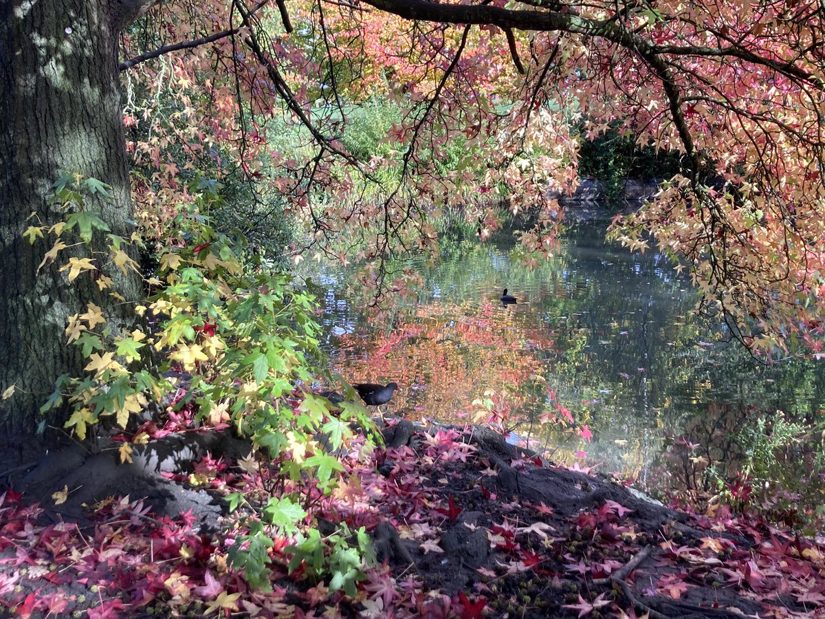 HerneHillSoc's tweet photo. By the ponds in #brockwellpark @BrockwellFriend #hernehill https://t.co/oJllrxd2DW