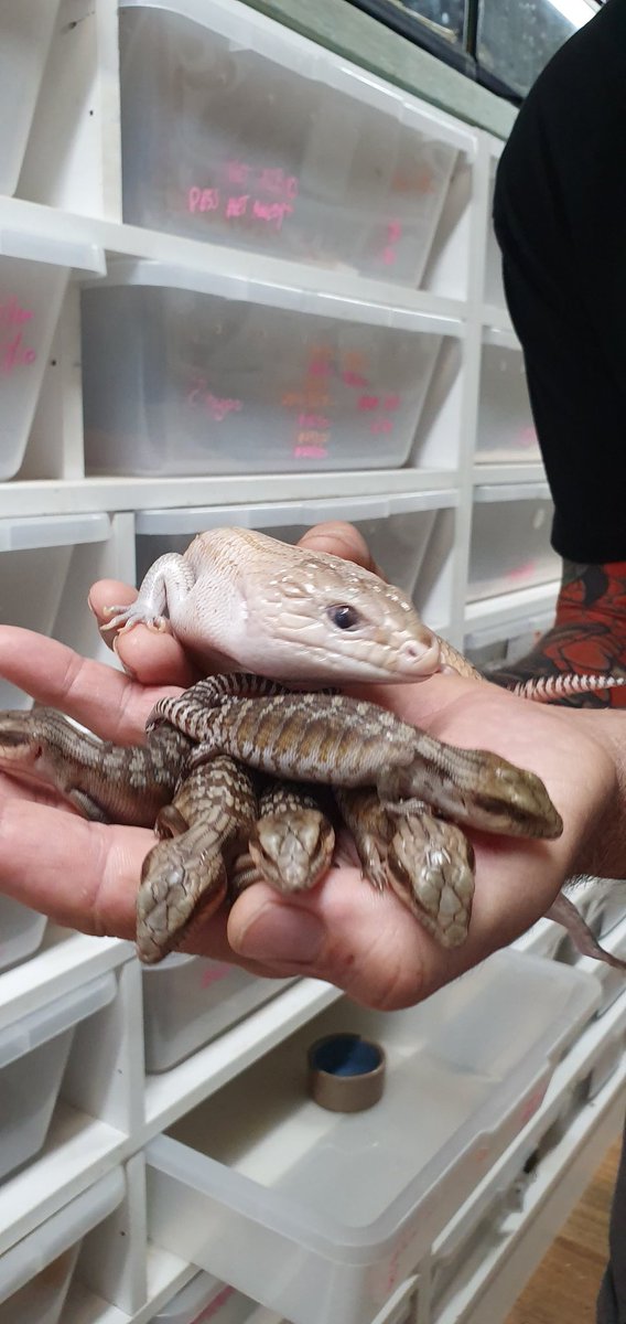 First litter of Bluetongue Skinks for the year!